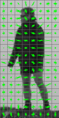 HOG gradient overlay on silhouette