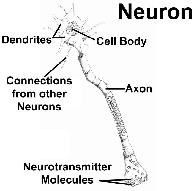 Biological neuron showing dendrites, cell body, axon